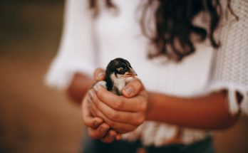 insurance to protect your assets